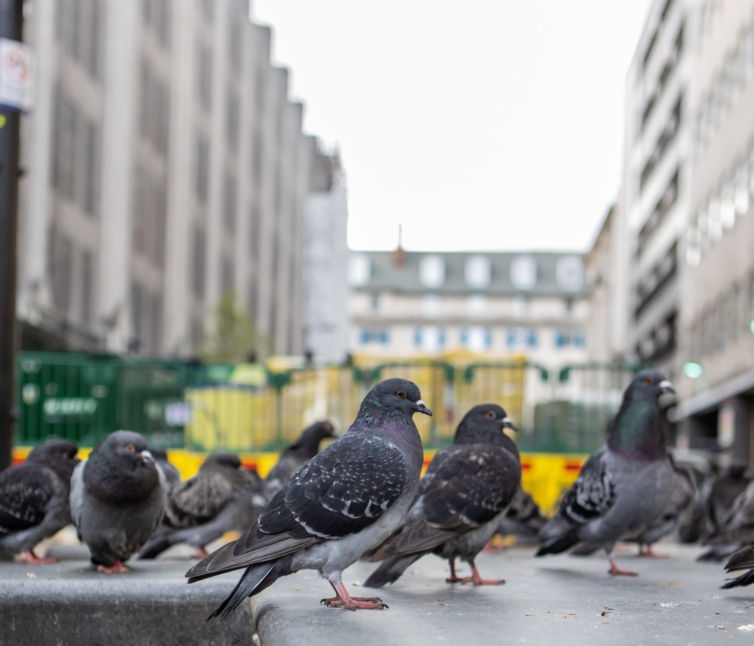 Preventing Property Damage: How Bird Exclusion Can Save Your Business